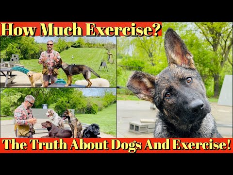 How To Exercise Your Puppy | The Truth About Dogs and Exercise