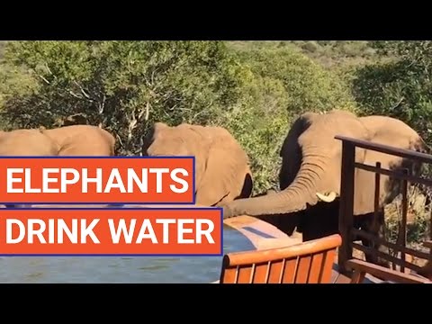 Elephants Drink Out of Pool Water Video 2017 | Daily Heart Beat