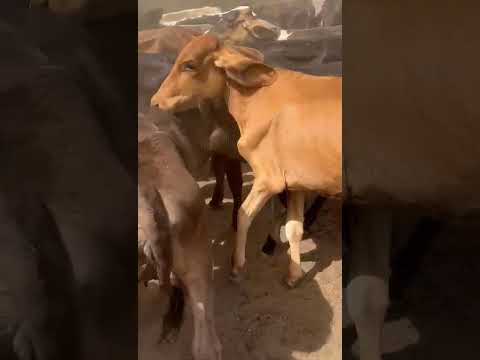 40 Bezerras de linhagem leiteira: 1.100 reais cada em Cacimba de Areia/ Paraíba. ZAP 84 99810 2784*