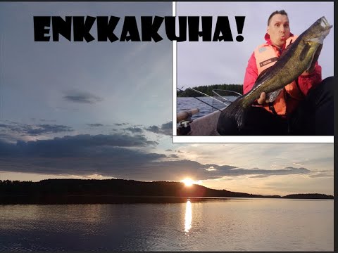 🎥💥 ENKKAKUHA JA MATALASTA: AHVENMESTOILTA! 🤯 Ahvenenkalastuksessa joskus kilahtaa hauki tai kuhakin!