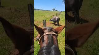 búfalos passador de cerca