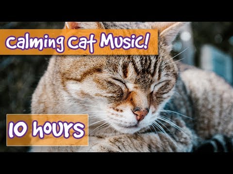 How to Calm Your Cat Down? Music to Relax and Calm Anxious Cats, Relieve Stress, Help with Sleep! 🐈