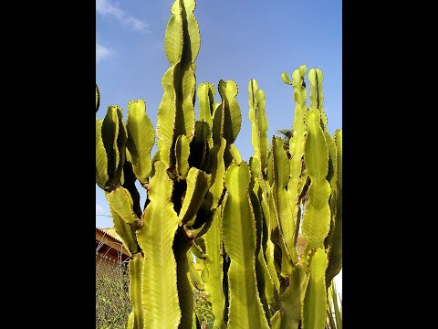 Garden Answer: Euphorbia Candelabrum