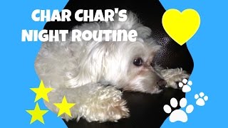 Cute Dog Char Char's Night Routine