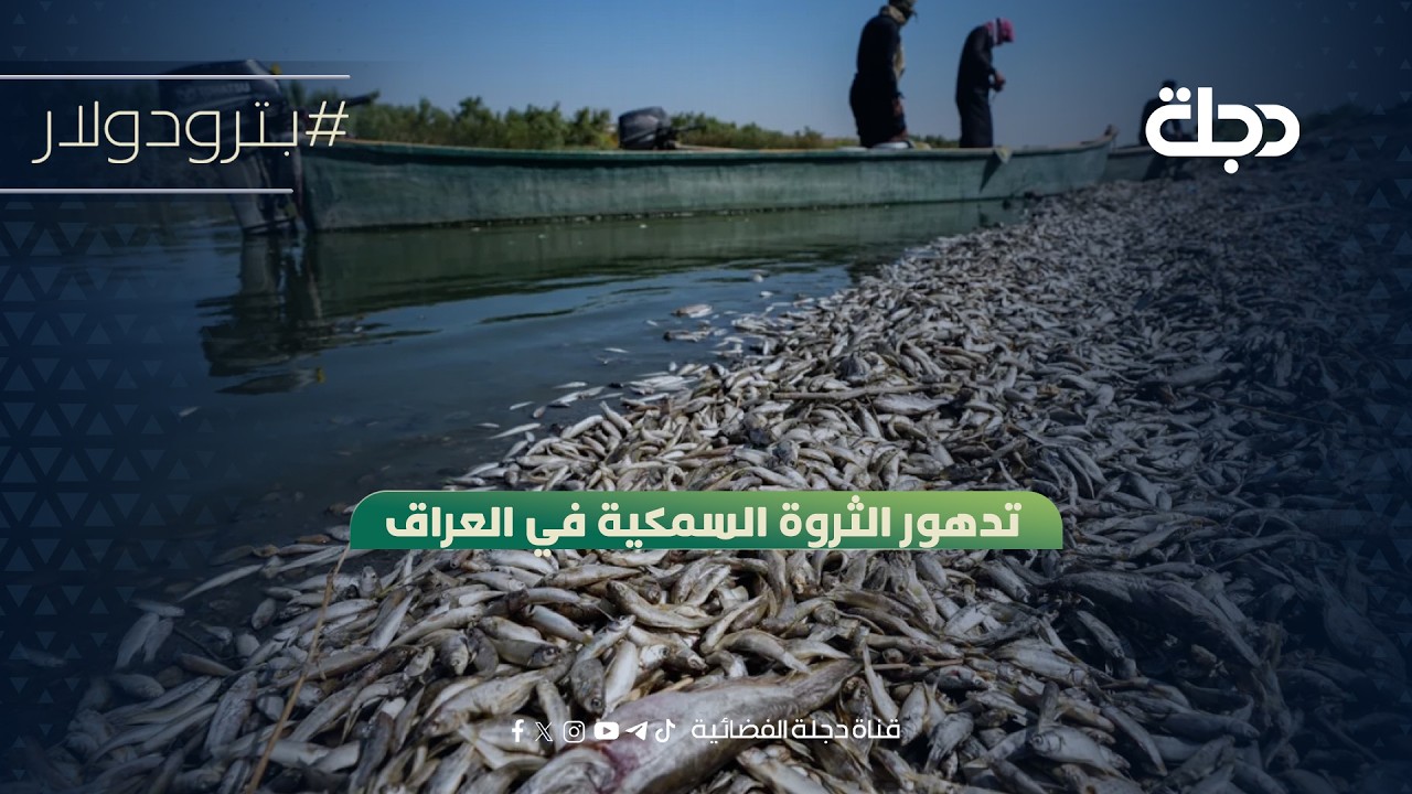 فيديو | تدهور الثروة السمكية في العراق