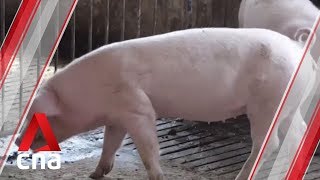 African swine fever spreads to Philippine capital Manila