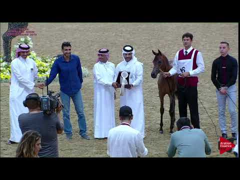 6 - TEMOOH AL SHAHANIA