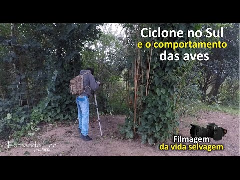 Ciclone no Sul e o comportamento das aves
