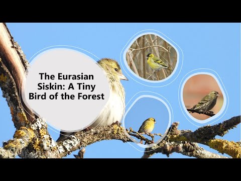 The Eurasian Siskin: A Tiny Bird of the Forest