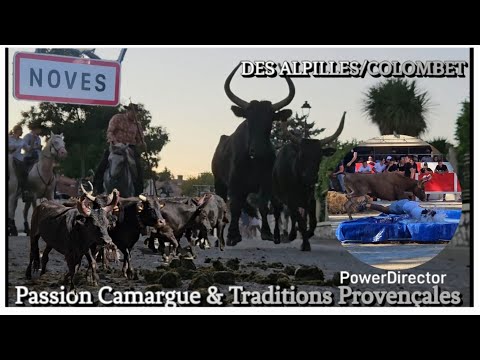 NOVES Encierro, Toro-Piscine Manade des Alpilles & Bandido de Clôture Manade Colombet 3/09/2025