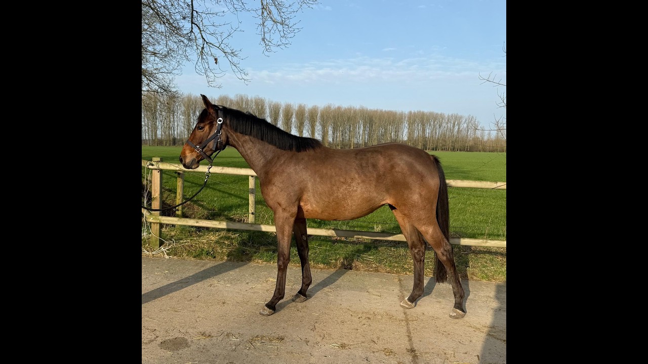 Tinkerbell van Lange Weeren ☆ (ZINDELORD VDL x TANGELO VD ZUUTHOEVE) video 1