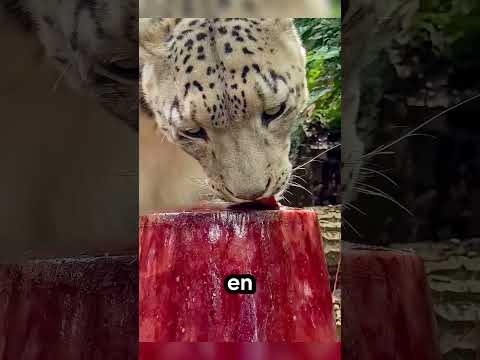 🐯 Pourquoi donne-t-on une glace géante aux tigres ? 🍖🧊 #tigre #animaux #nature #zoo #incroyable
