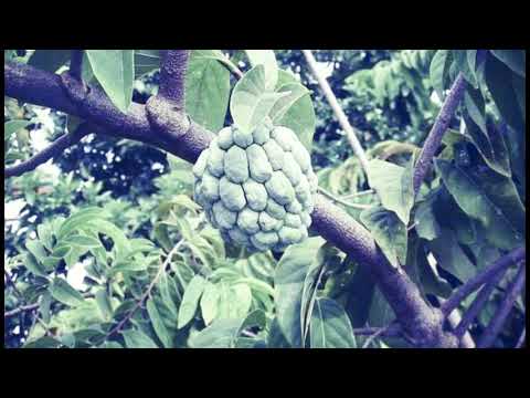 FRUTAS , PAI E  ORIXÁ OSSAIN!