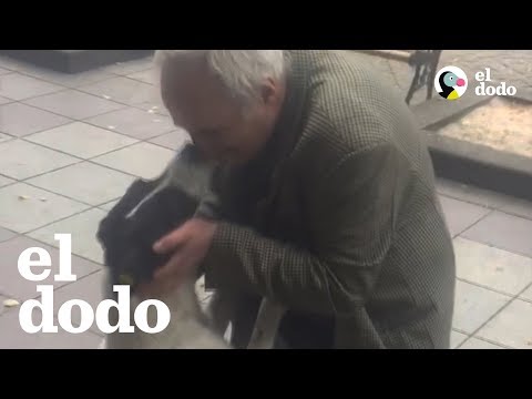Un reencuentro tres años después de que este perro se había perdido