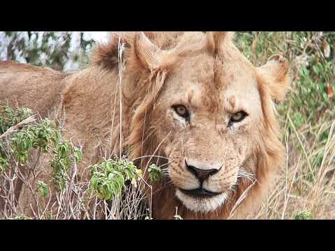 The young male lions that beat up and outsmarted the salas boys in their prime
