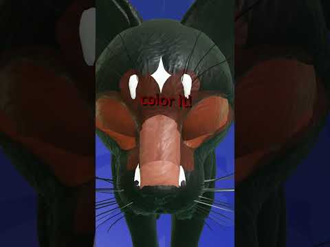 Creepy morph!! WCUE EDIT #roblox #warriorcats #wcue #wcueedit #robloxgames #shorts #gaming #warriors