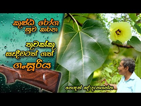 කුෂ්ඨ රෝග සුව කරන ගංසූරිය | Gansuriya | Tulip Tree | Suriya | Gansooriya | Thespesia populnea