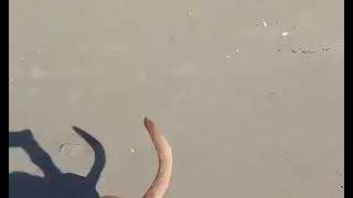 Video preview image #1 Mutt Puppy For Sale in San Diego, CA, USA