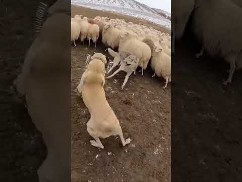 Professional Working Dog: High Pressure POV