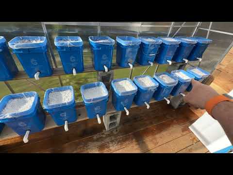 Adding Perlite to the Dutch Buckets