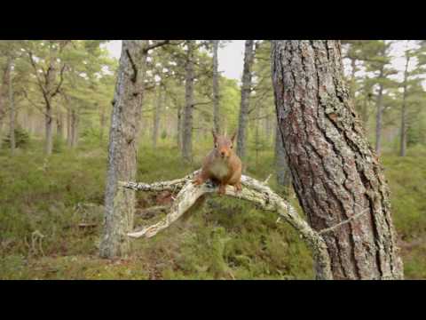 Red squirrel (Sciurus vulgaris) leaping between Scots pine tree, lands on camera, Scotland