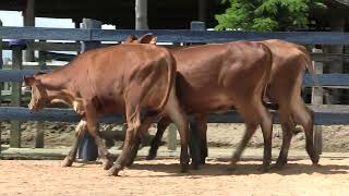 Vídeo 147 - 1ª ETAPA MEGA LIQUIDAÇÃO TOTAL AGROPECUÁRIA MARAJOARA - DIA 4 | GADO GIROLANDO E HOLANDÊS