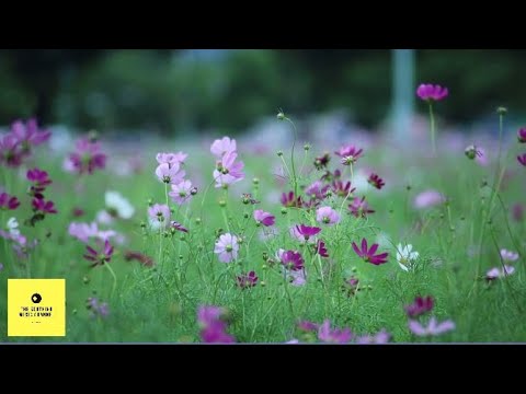 Island Sanctuary • Calming Music For Meditating, Relaxing, Sleeping