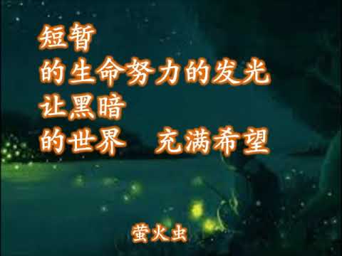 萤火虫 伴奏