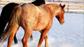 Trying To Find Atlantis - Jamie O&#39;Neal // Mares &amp; Stallions