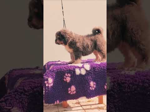 Perros Mastín Tibetano en venta
