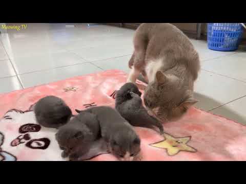The big male cat takes care of the kittens even though they are not his own children.
