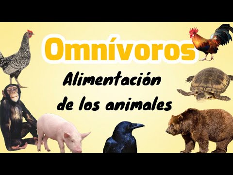 , title : 'Animales omnívoros'