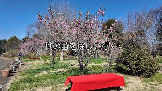 桃の苗を探しに行く