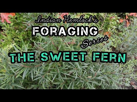 Sweet Fern Foraging
