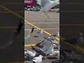 Feeding The Seagulls With Fries Fisrt Seeing Seagulls Eating Fries