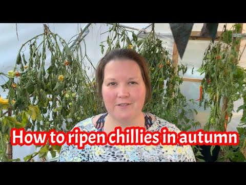 How to ripen chillis in autumn: Growing chillies UK #VegetablegardeningUK