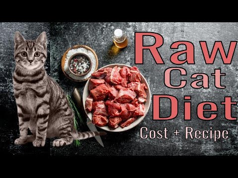 How to much does it cost to feed a raw cat diet? (Recipe included)