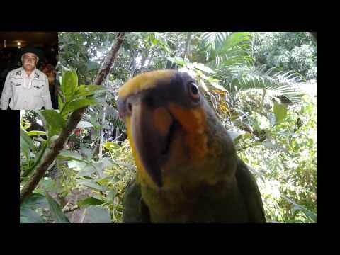 contrapunteo jose ali nieves vs el pollo de orichuna