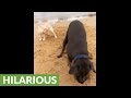 Dog Teaches Puppy How To Dig
