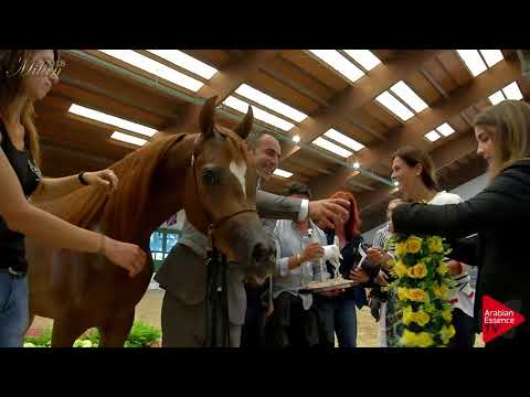 N.22 VA LADY MADHJRA - Milan 2018 - Junior Fillies Championship (Class 17) 3rd place