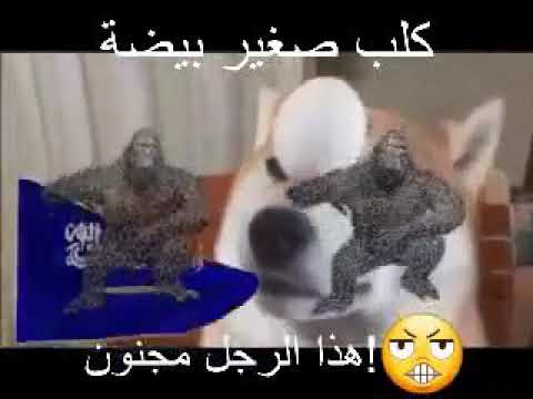 talented nigga doggo bruh - arab.funny