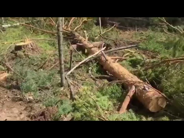 Нарубили лес на 2 миллиона