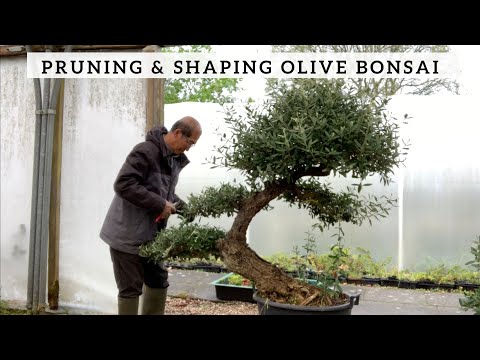 image-How fast do olive bushes grow?
