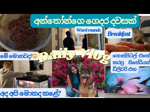අන්තෝන්ගේ ගෙදර දවසක් ♥️✨ | University mornings 🩺👩‍⚕️| Day vlog #sinhala #couple #srilanka