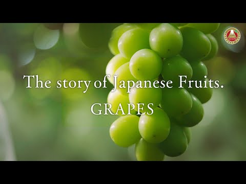 The Story of Japanese Fruits. – Grapes (Thai) / เรื่องราวของผลไม้ญี่ปุ่น – องุ่น