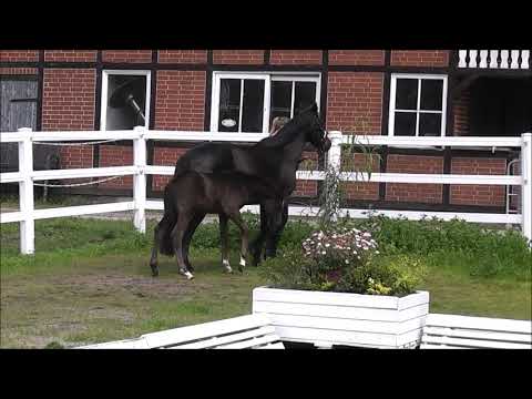 PAV GAUNER v. PHW's Grandios - Strahlemann