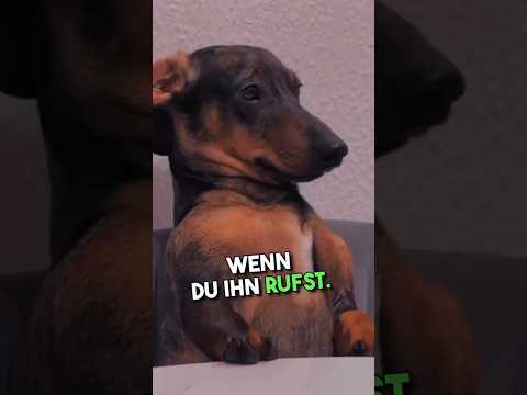 WARNUNG vor dem Dackel.#dackel #dachshund #hundeliebe
