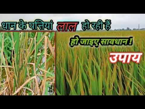 What to do if paddy leaves turn red | Paddy yellowing problem | SAFAL KRISHI