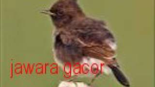 Download lagu SANGAT AMPUH!!! DECU JUNIOR NGEPLONG SETELAH DITERAPI, SUPER HEBAT mp3