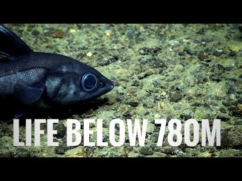 780 Meters Down: What NOAA Found in the Deep Ocean